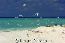 Birds by Mauro Serafini 